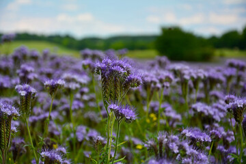 niebieskie kwiaty facelii na łące, Phacelia tanacetifolia, blue phacelia flowers in the meadow, Lacy phacelia flowers in bloom  © kateej