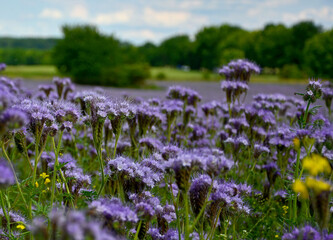 niebieskie kwiaty facelii na łące, Phacelia tanacetifolia, blue phacelia flowers in the meadow,...