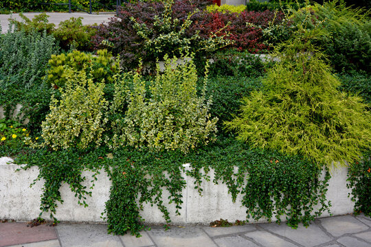Trzmielina, berberys, suchodrzew i sosna, kolorowe krzewy i pnącza na murku, Euonymus fortunei, Berberis vulgaris, Pinus mugo, Lonicera pileata, shrubs and ornamental plants on the retaining walls