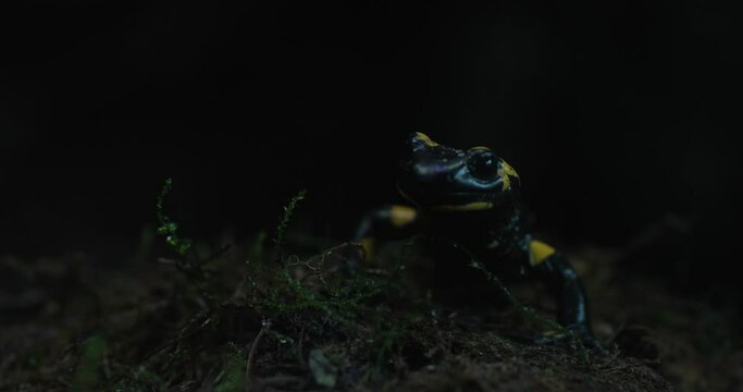 In the pitch-black night, a fire salamander slowly emerges from its hiding place. Its glistening black skin and bright yellow spots create a striking contrast against the dark background. The