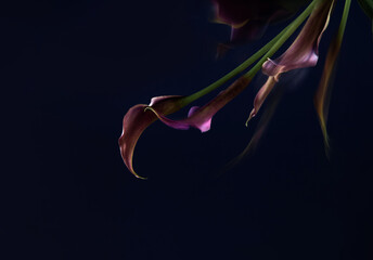 purple calla lily on dark background close up