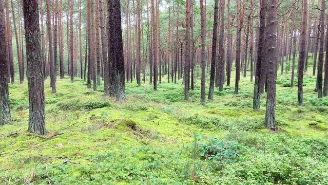 Pine forest with blueberry plants on the island of Usedom on the Baltic Sea