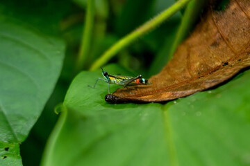 clown grasshopper