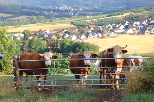 Rinderweide mit Aussicht