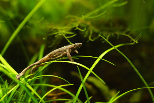 Adult Male African Dwarf Frog