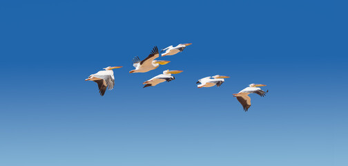 Flock of the Great White Pelicans flying over Walvis Bay coast, Namibia. Watching of group of Great Pelicans at blue sky background without clouds.