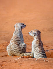 Two cute meerkats in the Kalahari desert look around near their hole, wildlife animals Namibia. Pair of Suricates seating in the red sand, back side view. - 752546580