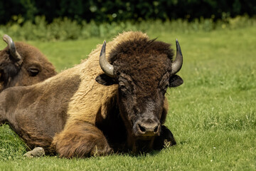 American buffalo in the field