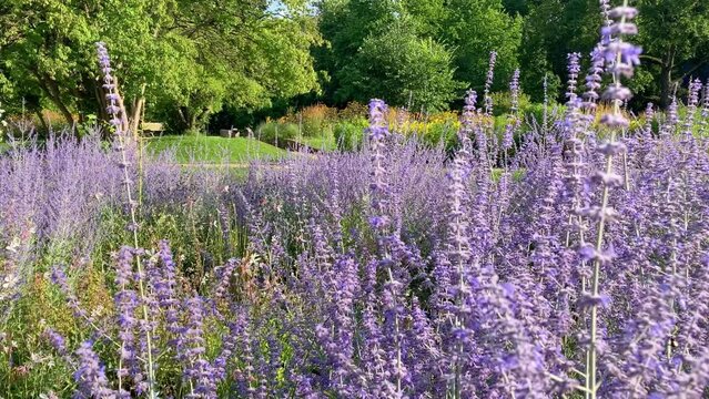 Lavender and other wild flowers blooming in Berlin in the Treptower park