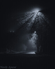 tree in the night - obrazy, fototapety, plakaty