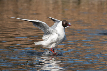 An adult black-headed gull (Larus ridibundus) in summer plumage bathes on a sunny spring afternoon - 752547350
