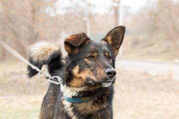 Naklejka premium Portrait of a cute red stray dog from a shelter on a walk.Dog with big funny ears.