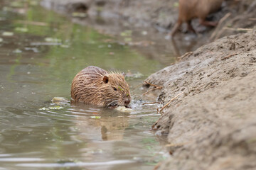 River nutria in natural habitat.Large rodent also known as nutria, swamp beaver or beaver rat. Invasive species.