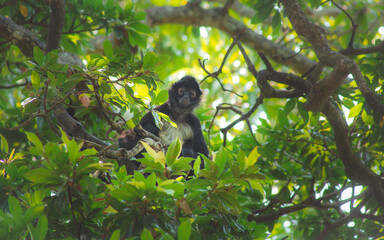 Fototapeta premium Mono Zaraguato