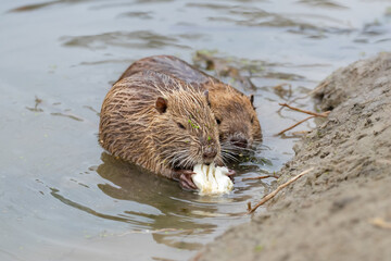 River nutria in natural habitat.Large rodent also known as nutria, swamp beaver or beaver rat. Invasive species.