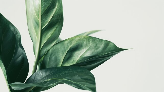 an aesthetic green plant with a close-up focus against a pristine white background, rendered in photorealistic detail for an ultra-realistic depiction.