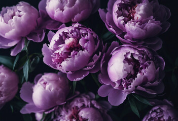 Obraz premium Beautiful purple peonies bouquet on black background soft focus Dark Spring or summer floral background