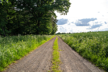 Gravel path between fields and trees in the countryside