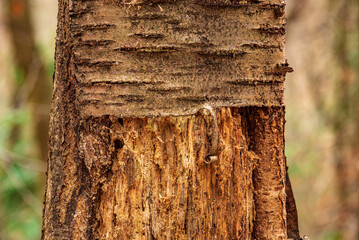 damaged bark of a tree trunk