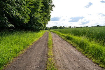 Pathway with grass and trees in the landscape