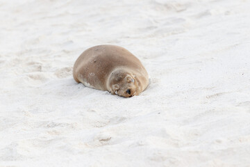 Sea lion sleeping on white beach sand from the front in the galapagos ecuador