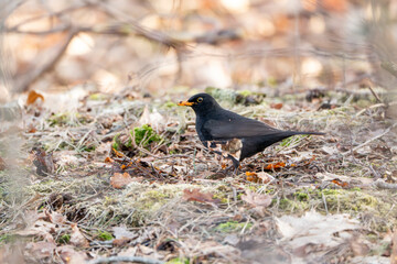 blackbird in the grass