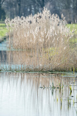 reflection of trees in the water