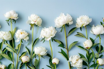 A charming pastel flowers background showcasing delicate white peony rose buds arranged on a light blue backdrop
