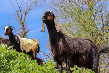 Scary looks for Arabian goats standing in the nature among plants (Qurban in Eid al-Adha mubarak) sheep, goats, lambs in Islamic and Arab countries