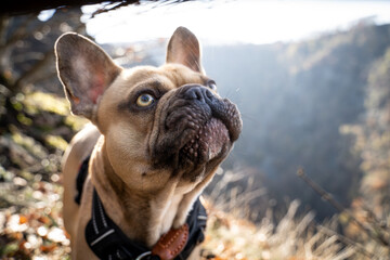 Portrait eine französischen Bulldogge mit hellbraunem Fell. Blick nach oben.