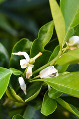 Fleur d'oranger f&eacute;cond&eacute;e avec le fruit naissant