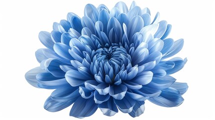 A close-up image of a blue chrysanthemum flower is presented against a white isolated background, with a clipping path included. It showcases the beauty of nature in detail