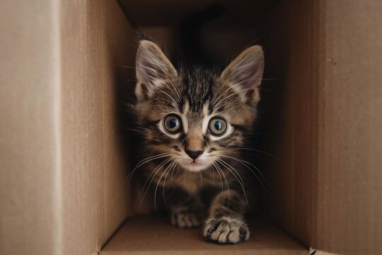 A heartwarming image capturing the front view of a playful kitten's head peeking over the edge of a brown cardboard box
