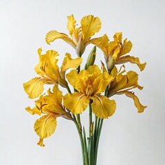 bouquet of daffodils on white
