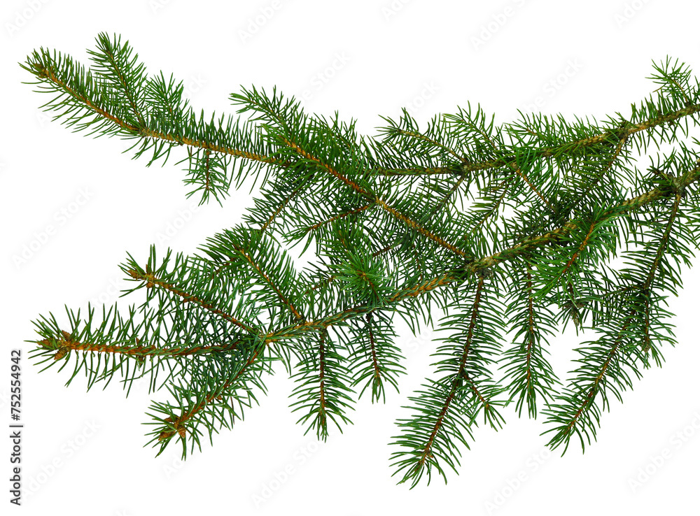 Wall mural fir tree branches isolated. branch tree, fir evergreen twig to xmas holiday. isolated on transparent