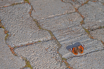 Red Admiral butterfly sunbathing on the pavement.(Vanessa atalanta)