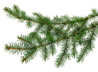fir tree branches isolated. Branch tree, fir evergreen twig to xmas holiday. isolated on transparent, png