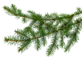 fir tree branches isolated. Branch tree, fir evergreen twig to xmas holiday. isolated on transparent, png