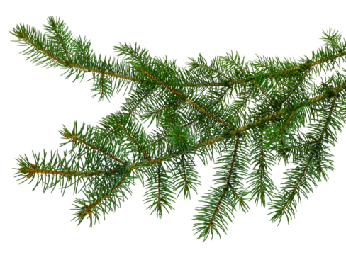 fir tree branches isolated. Branch tree, fir evergreen twig to xmas holiday. isolated on transparent, png - Powered by Adobe