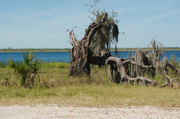 Uprooted tree to the right Wide view looking at Myakka Lake in Myakka River State Park in Sarasota Florida, Green grass, shrub palm and  blue water with a blue and white sky with room for copy. 