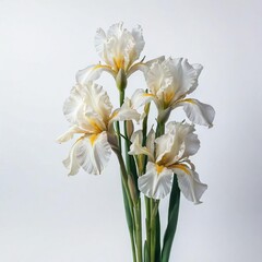 Fototapeta na wymiar bouquet of daffodils on white 