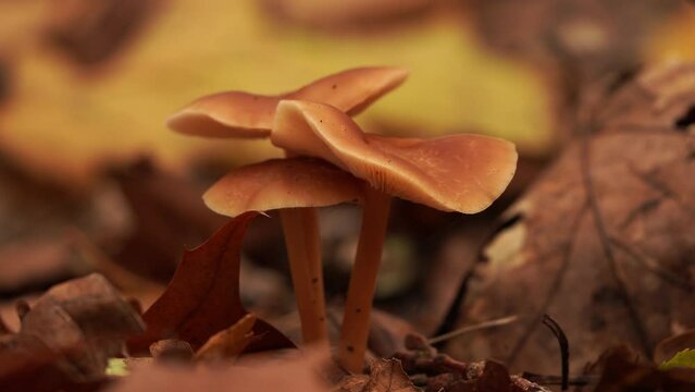 Russet Toughshank mushroom (Gymnopus dryophilus)