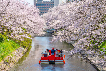 松川べりの桜