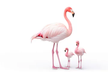 Fotobehang pink flamingo isolated on white © Stefano