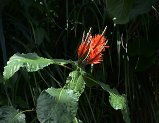 アフェランドラ・シンクレリアナ