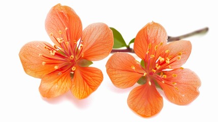 Fototapeta na wymiar Tangerine flowers isolated on a white background, captured in macro detail