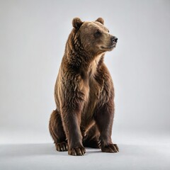 brown bear portrait
