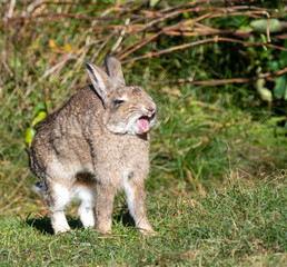 Yawing Rabbit