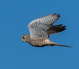 Flying Common Kestrel
