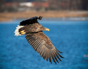 Flying White-tailed Eagle